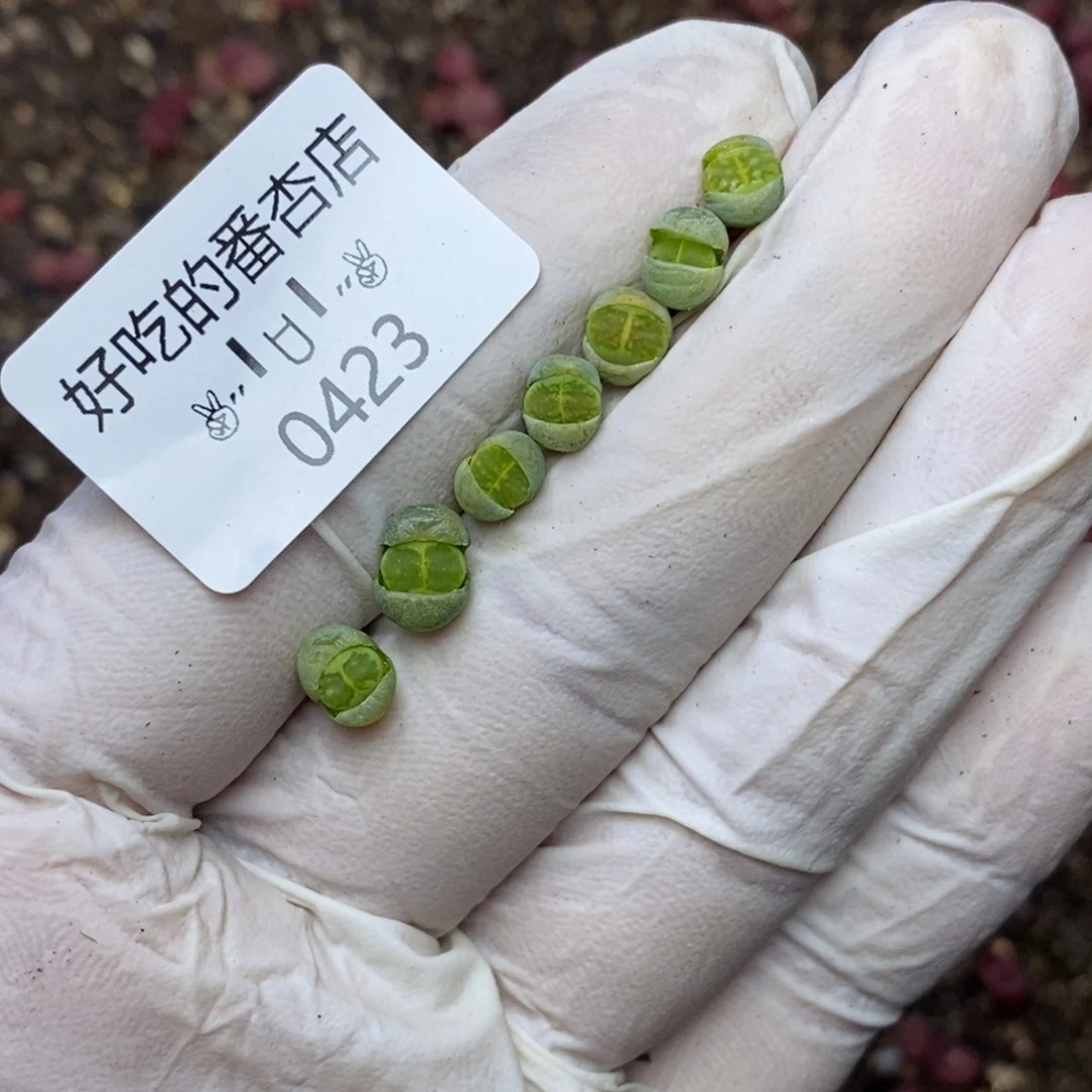 0423。零下拍保温。很小！！绿菊