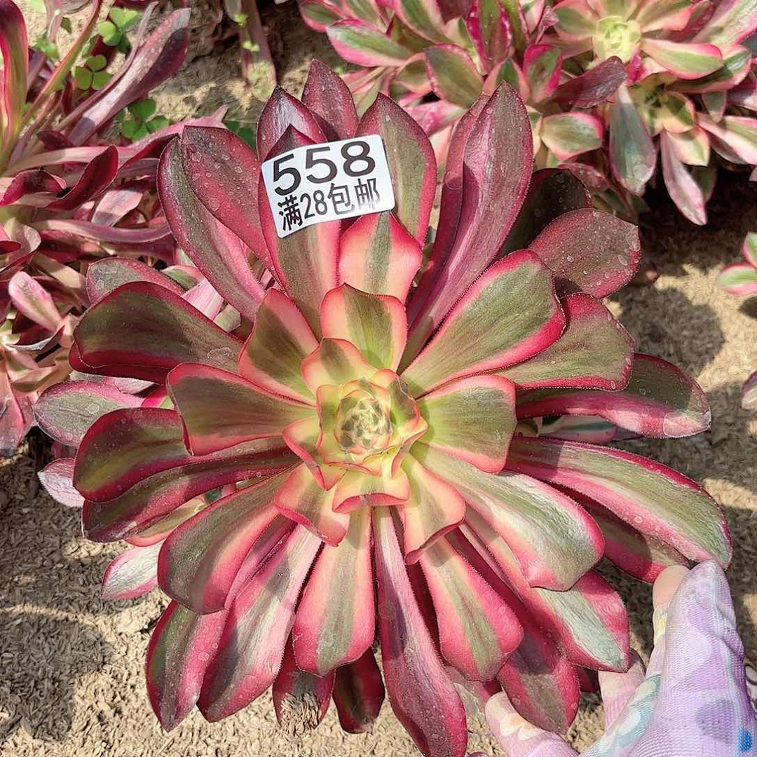 F. 558红魔女多肉11111