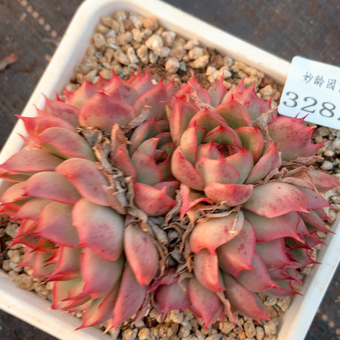 3282杂交多肉植物