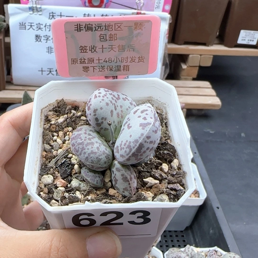 茶**耳623巨型花旦补差
