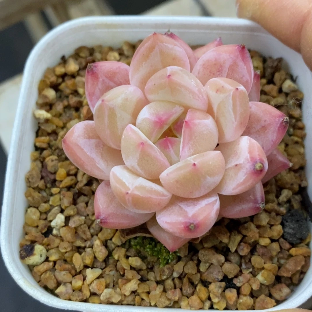 精品多肉一物一拍不包整126