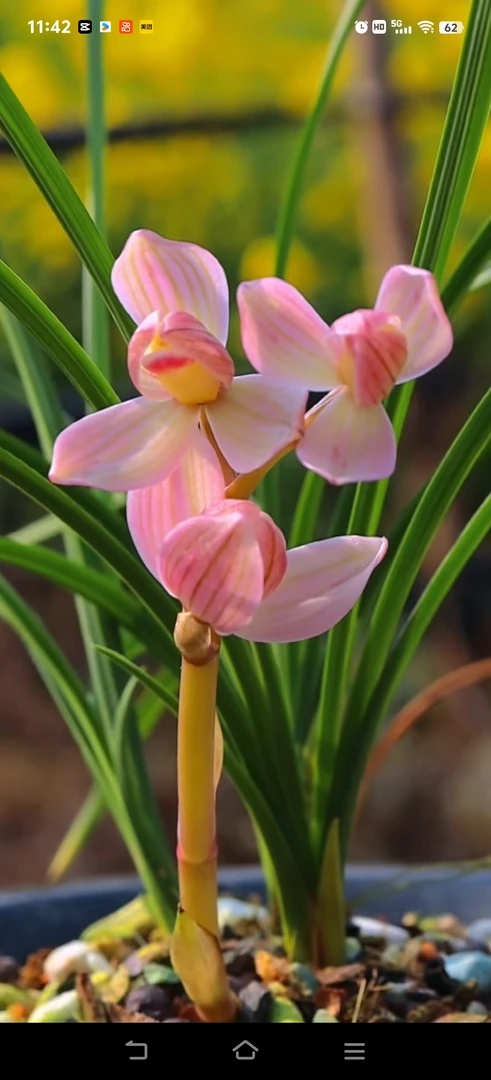 莲瓣兰直播间下单窗口，请勿自拍