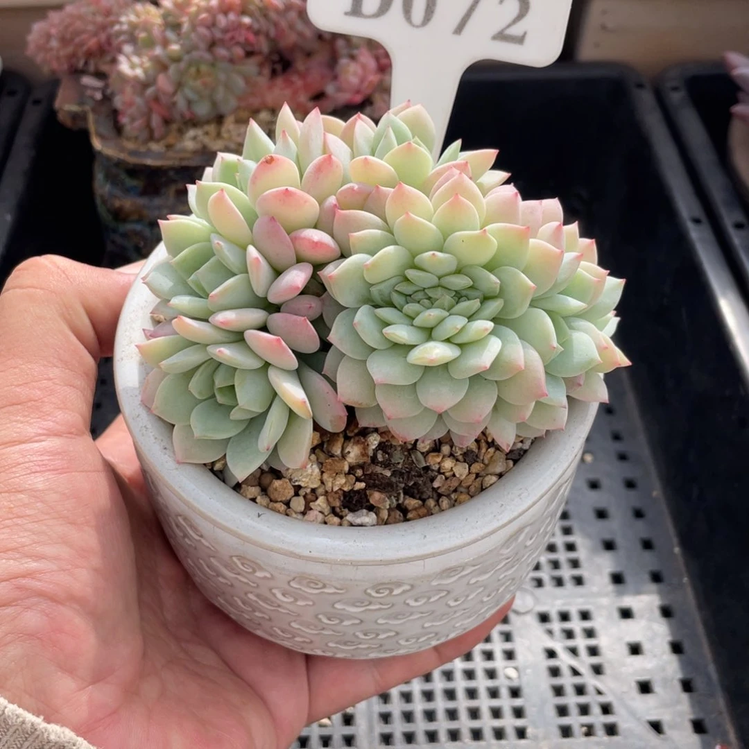 072静雪不带盆10厘米