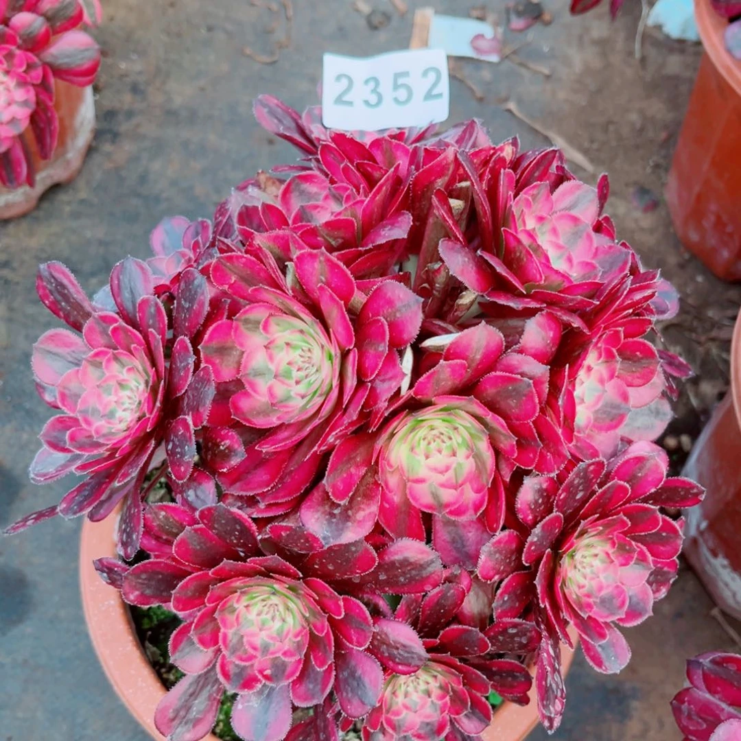 白月光绣球多肉发货