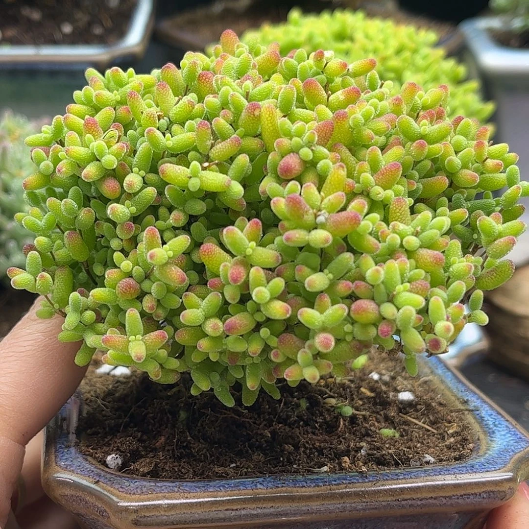 42蜜桔带盆优选枝干