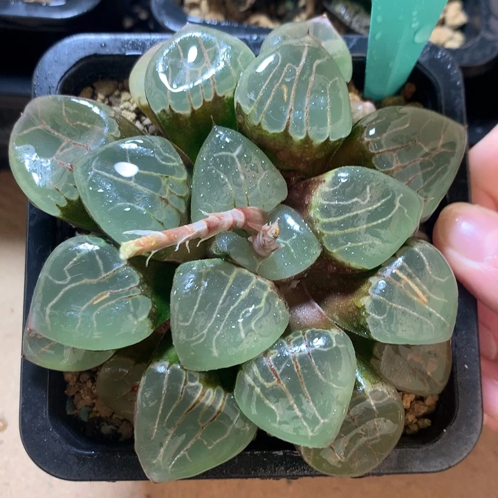 冰魄女王一物一拍