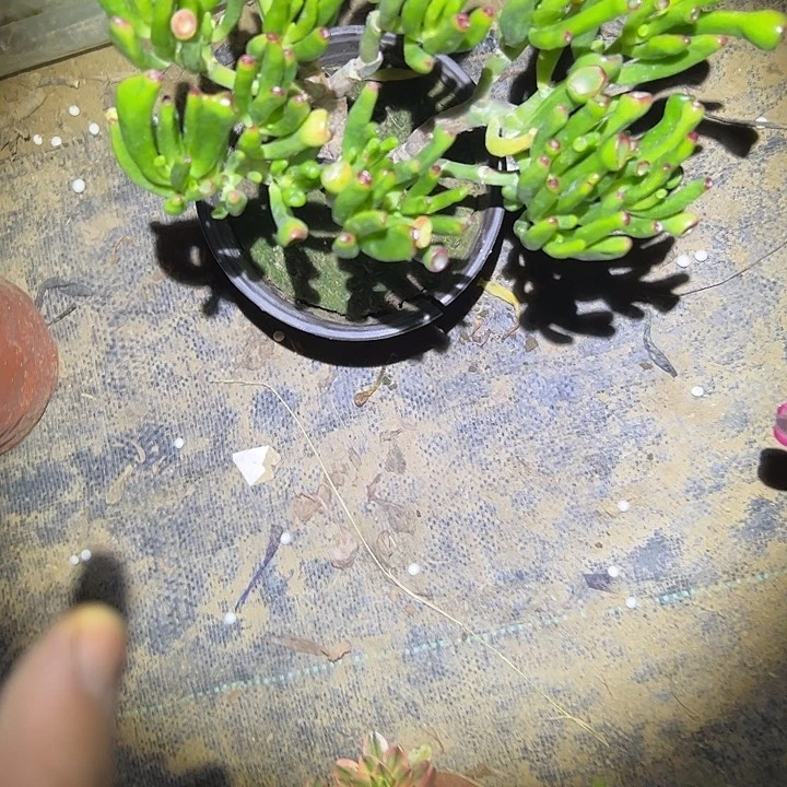 多肉法师植物链接86