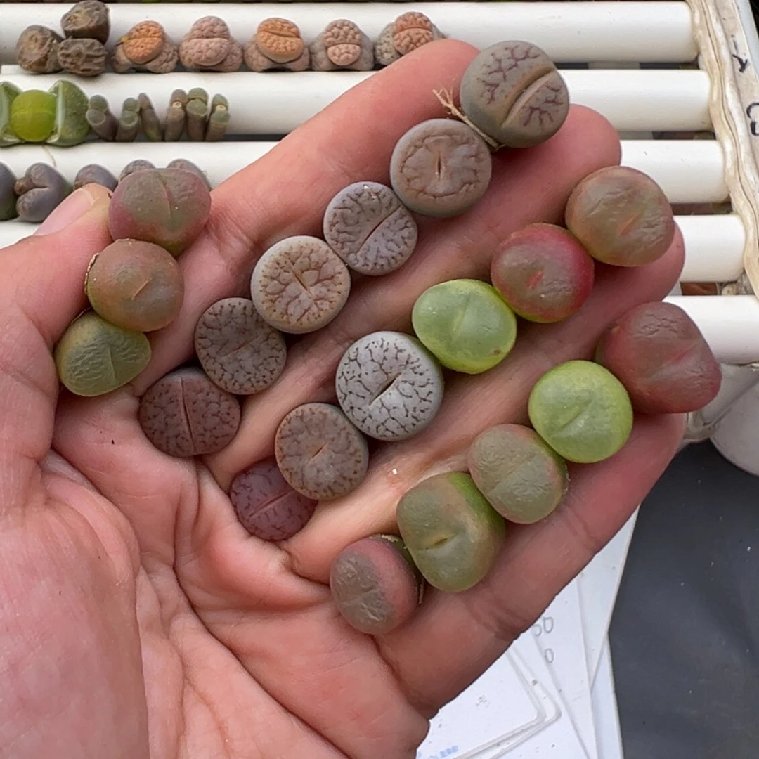 12.17好看的多肉脱土发货273