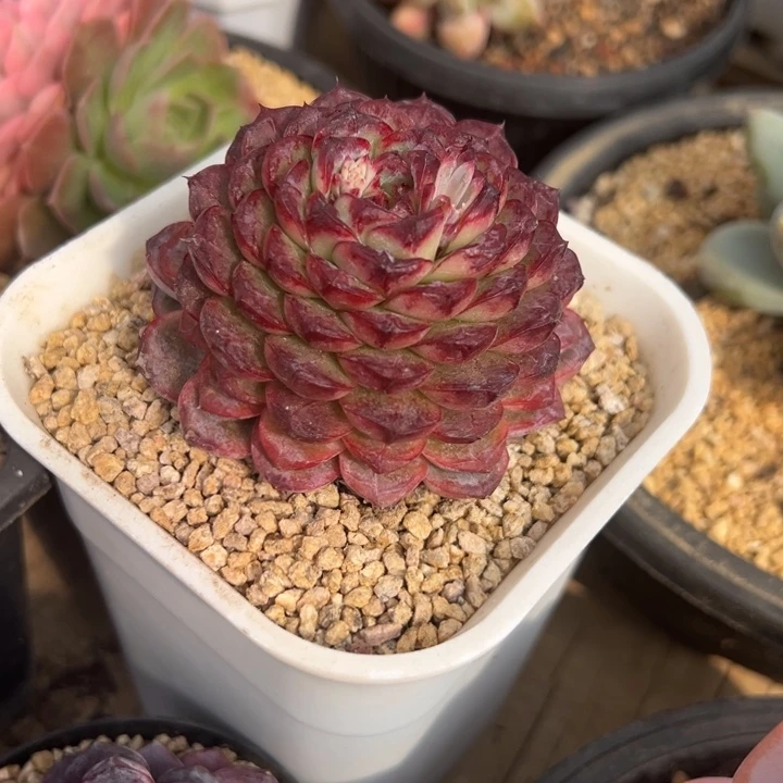 雷龙 单头 夏鸣园艺