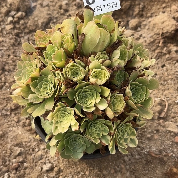 9.15-45五彩琉璃多肉植物6