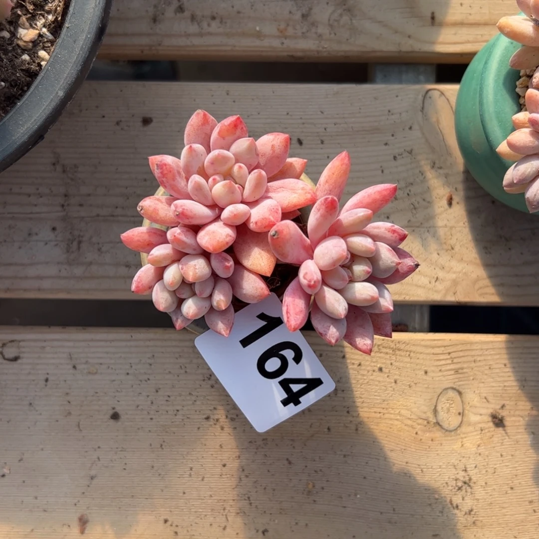 ៚***༗164 多肉植物组合盆栽
