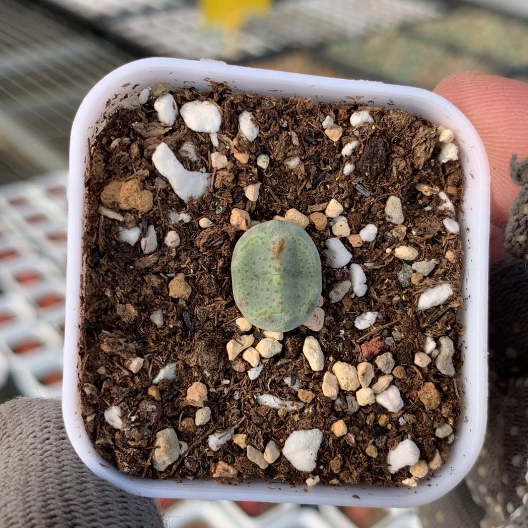 727鬼脸绿豆糕一颗