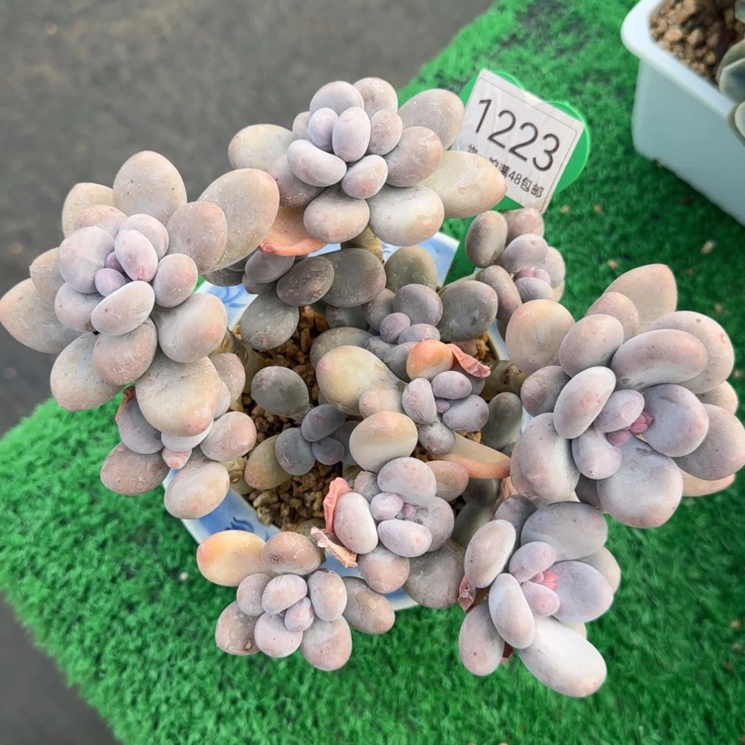 蛋黄奶酪开播福利