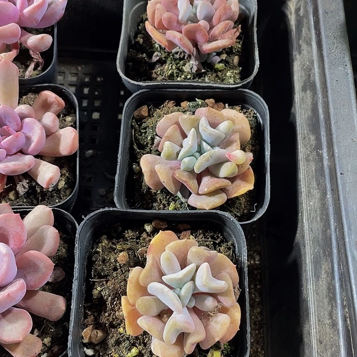 雪精灵带哦土发过