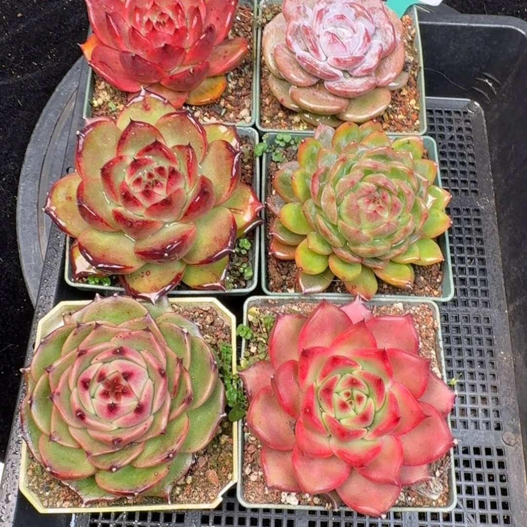 从前慢多肉精选编号1210.119