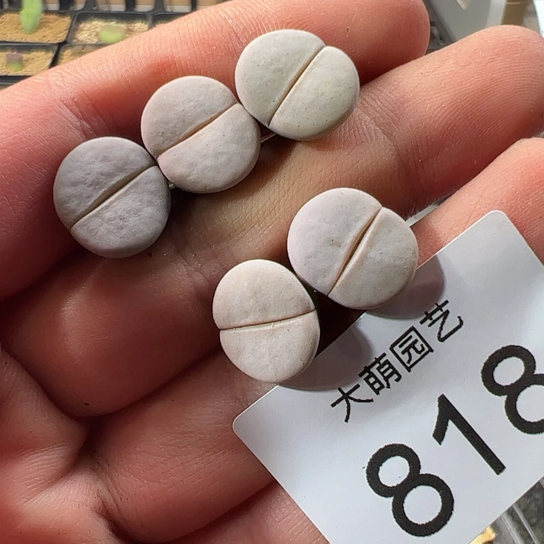 0000818 一物一拍……