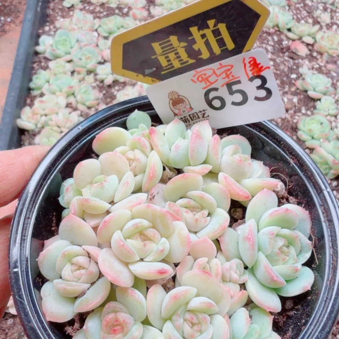 多肉植物多肉植物