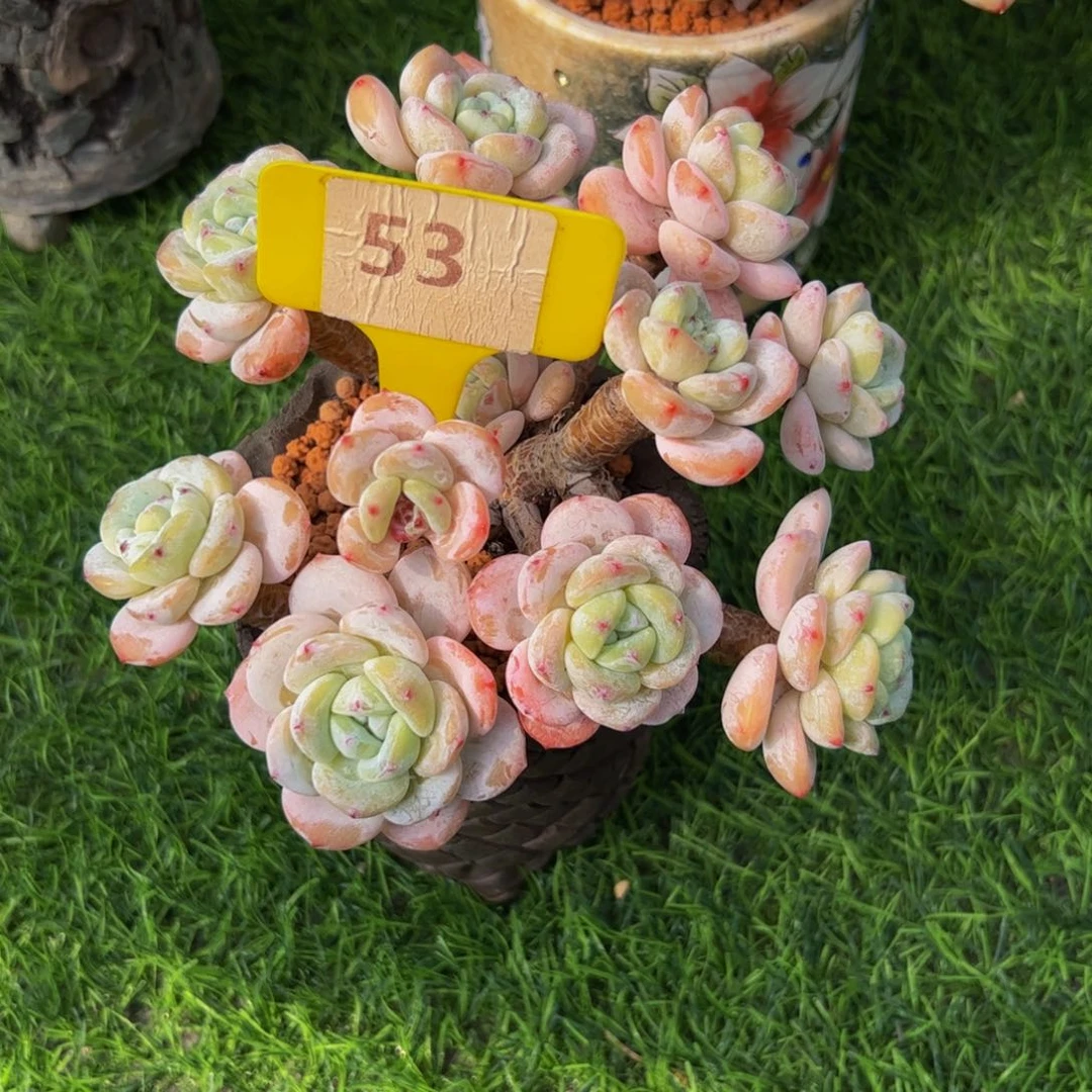 大*溪冷香小老桩53号