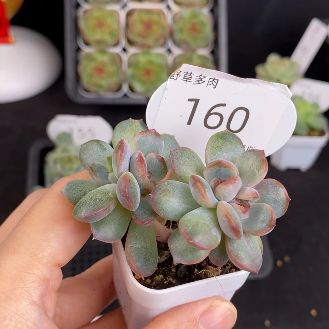 红恋五头群160号yok