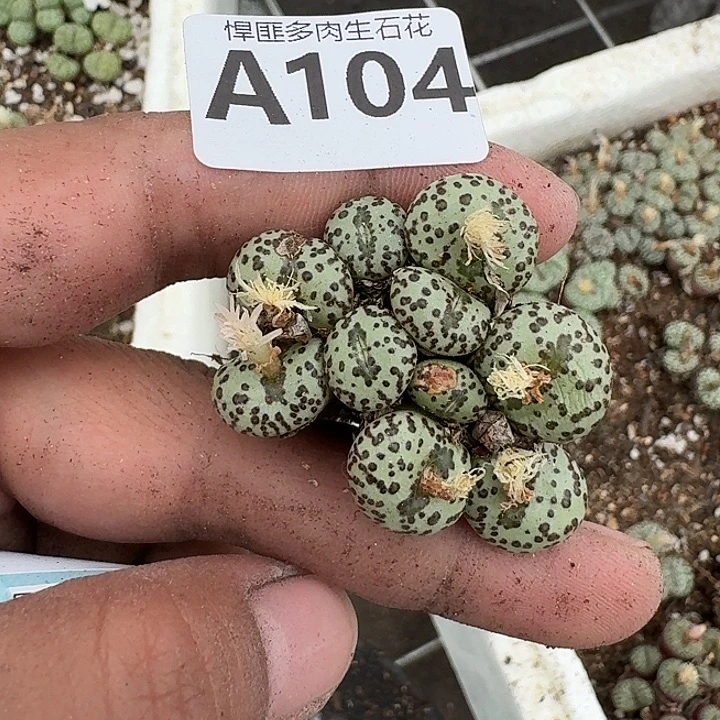 104多肉植物多肉植物