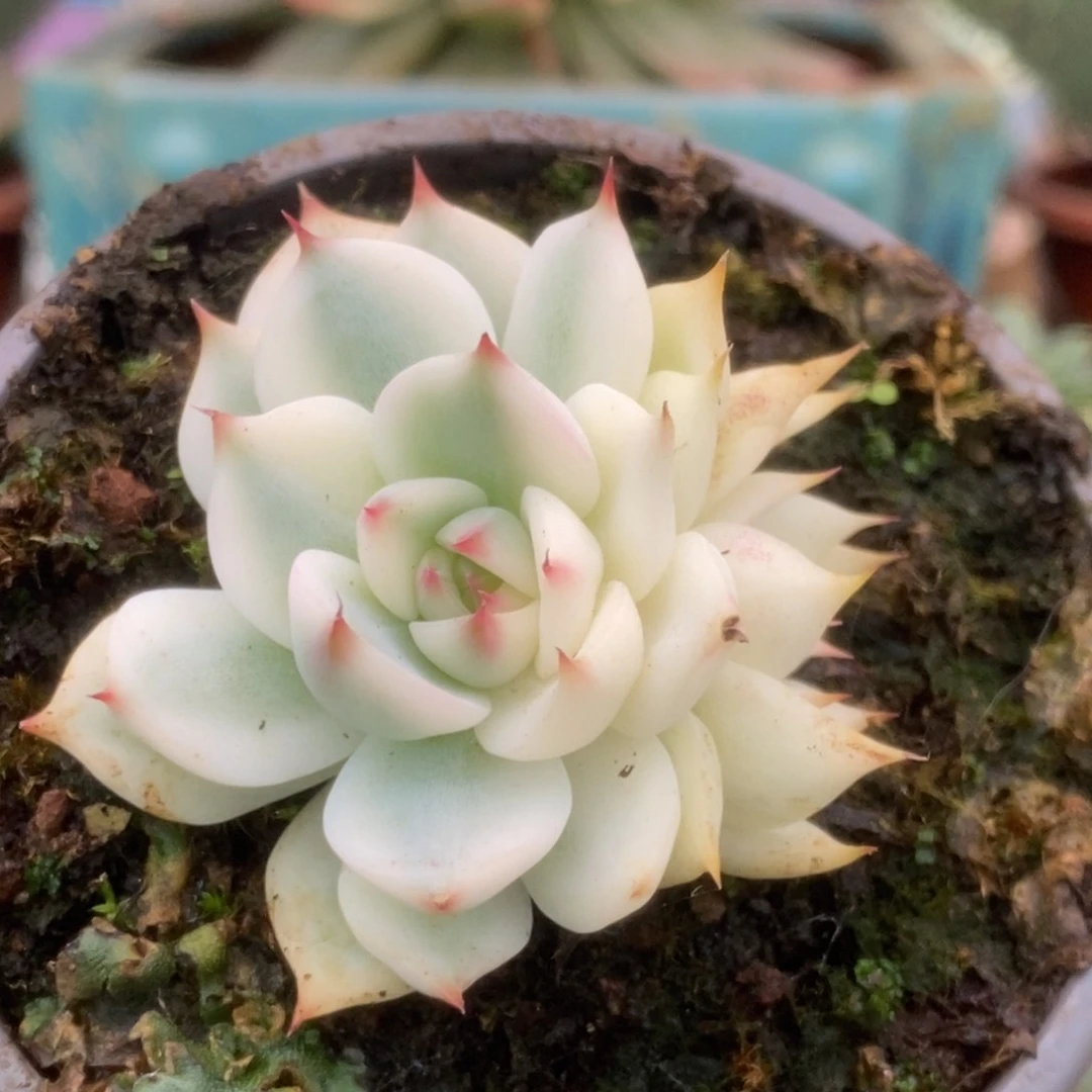 257锦锦锦锦锦锦锦锦