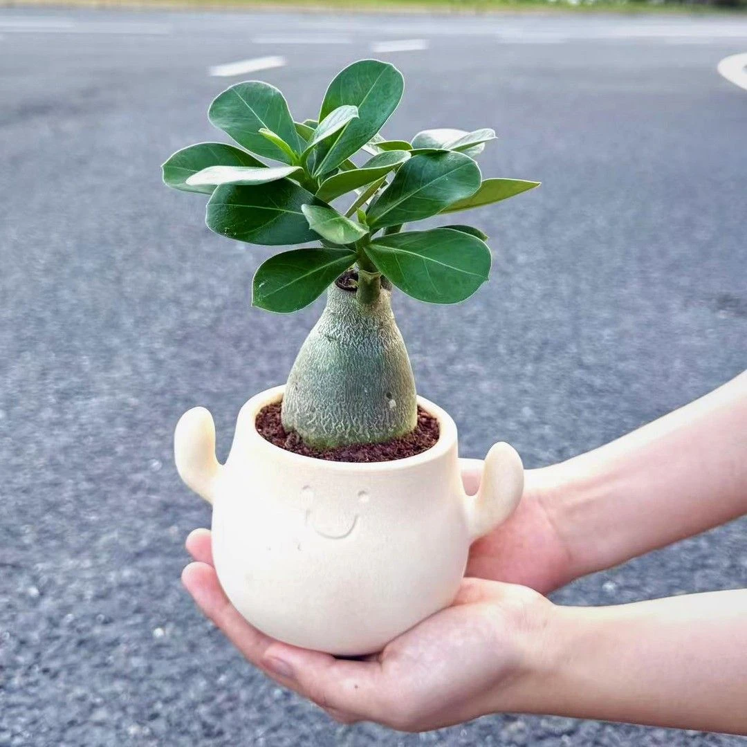 可爱胖胖树沙漠玫瑰宝宝小盆栽盆景室内阳台桌面耐旱好养花卉绿植