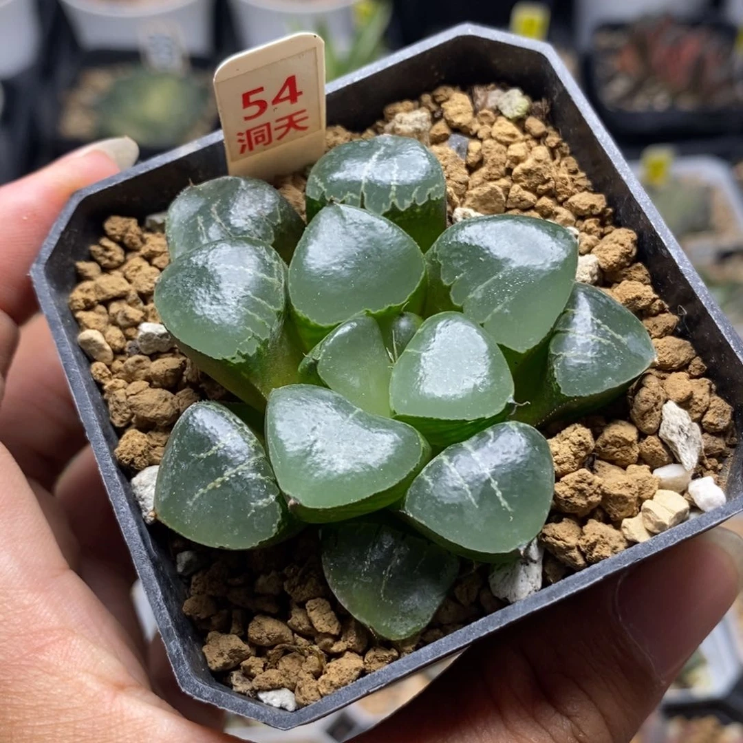 紫***梦54姬翠寿一物一拍