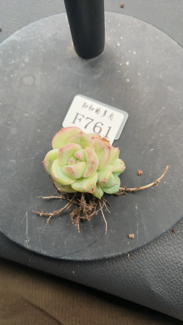 知和的多肉F761专拍链接