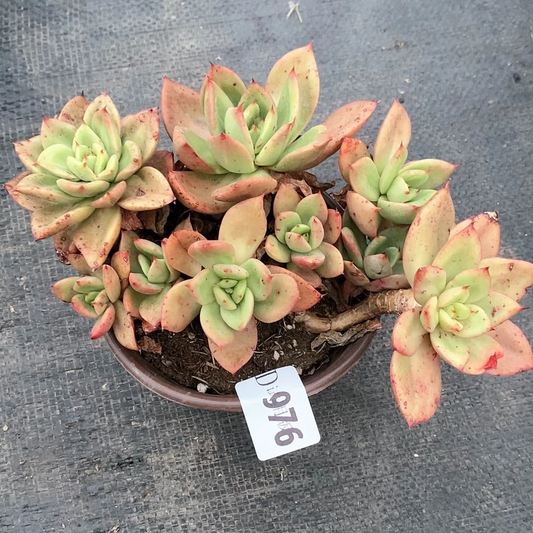 关*976翠花多肉植物