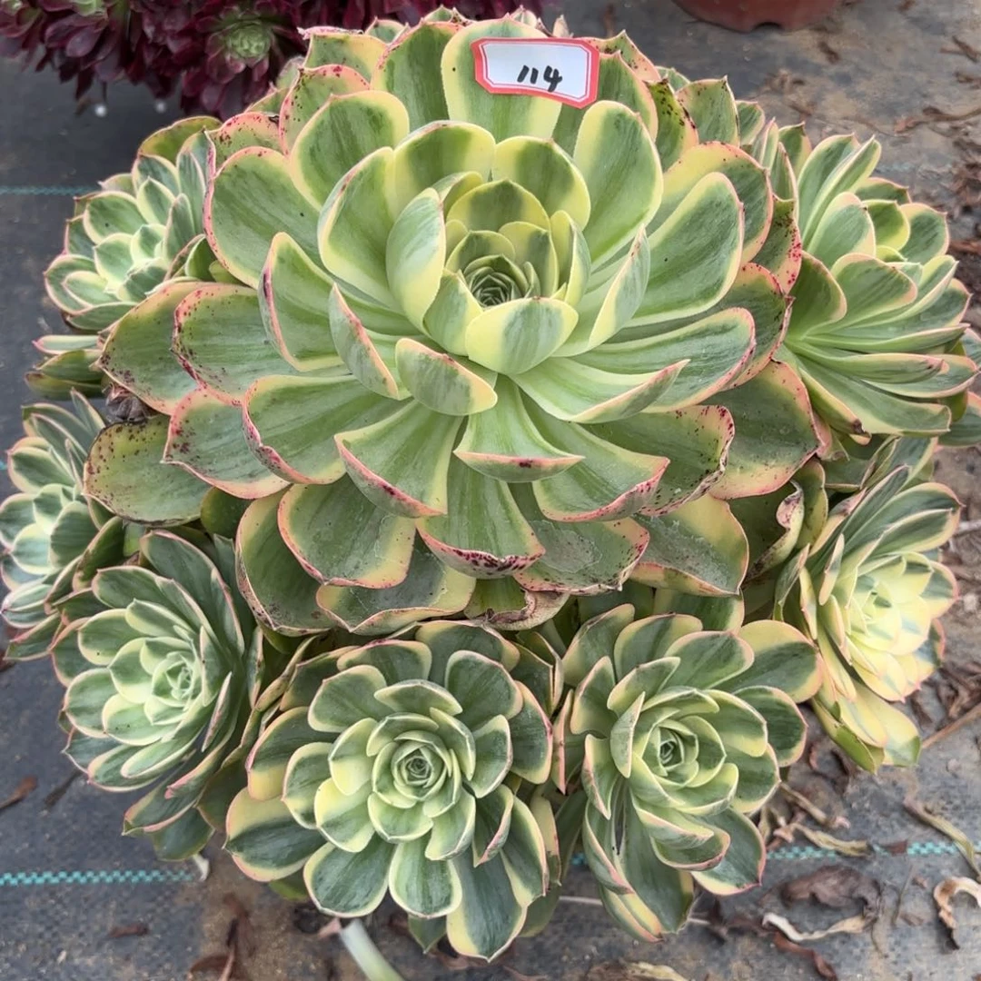 114香锦多肉植物绿植