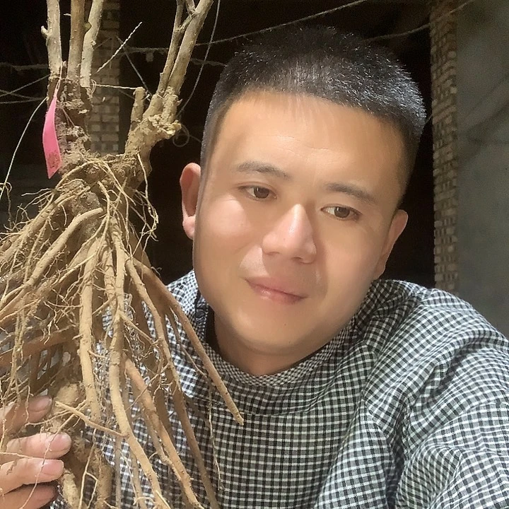 欧***玥当前无花栽培后可以开花
