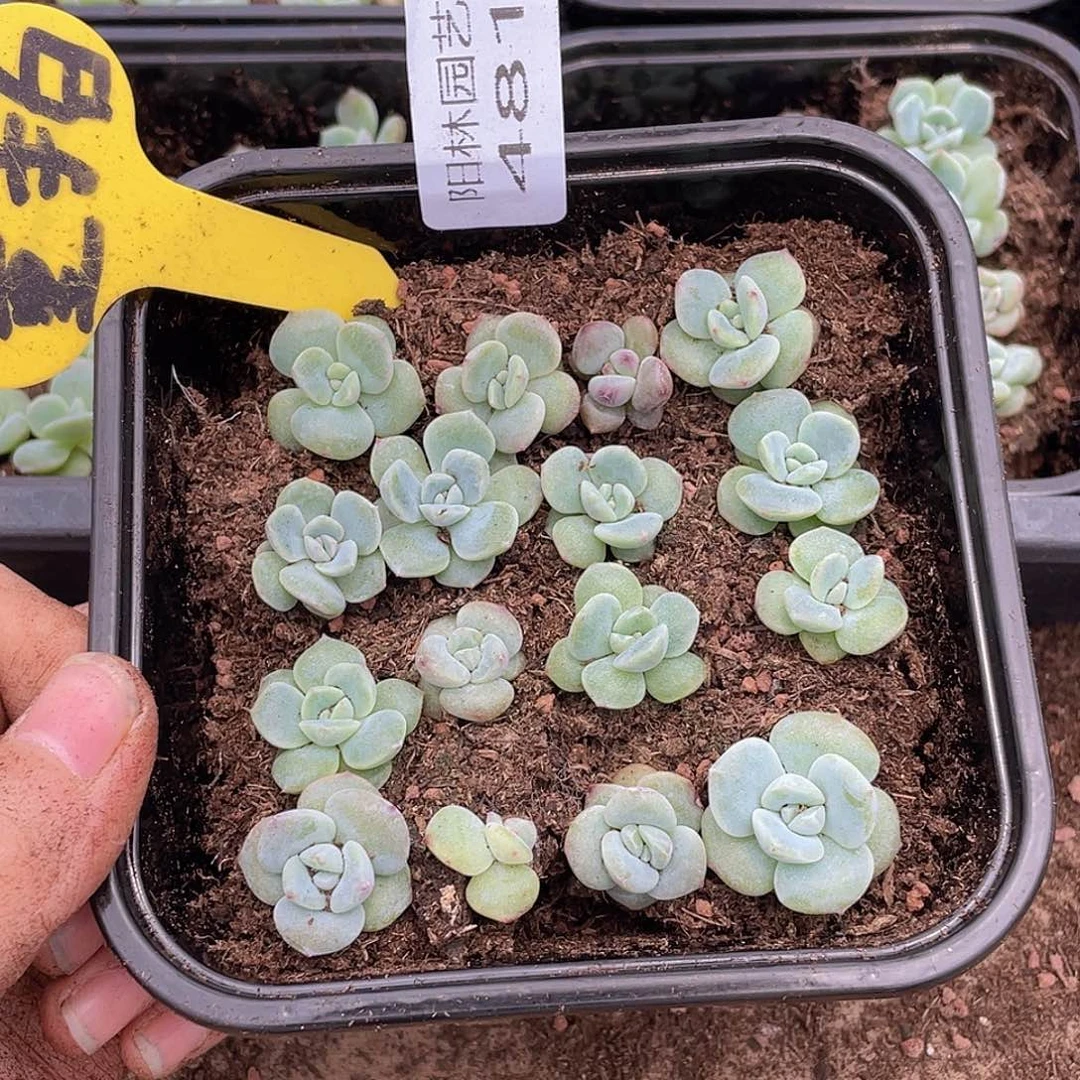 量拍多肉植物多肉植物481