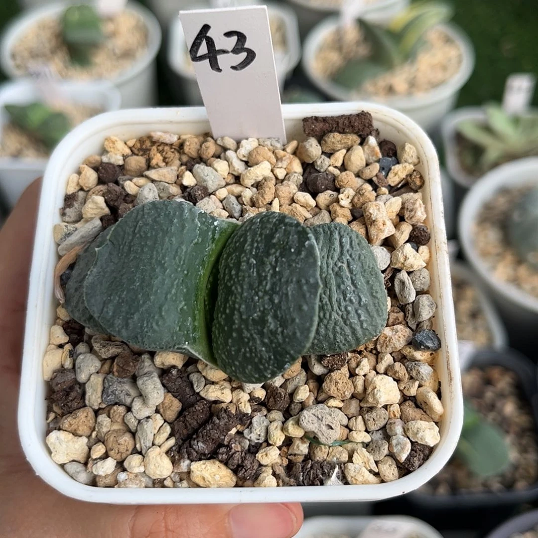 43号脱土发货1111