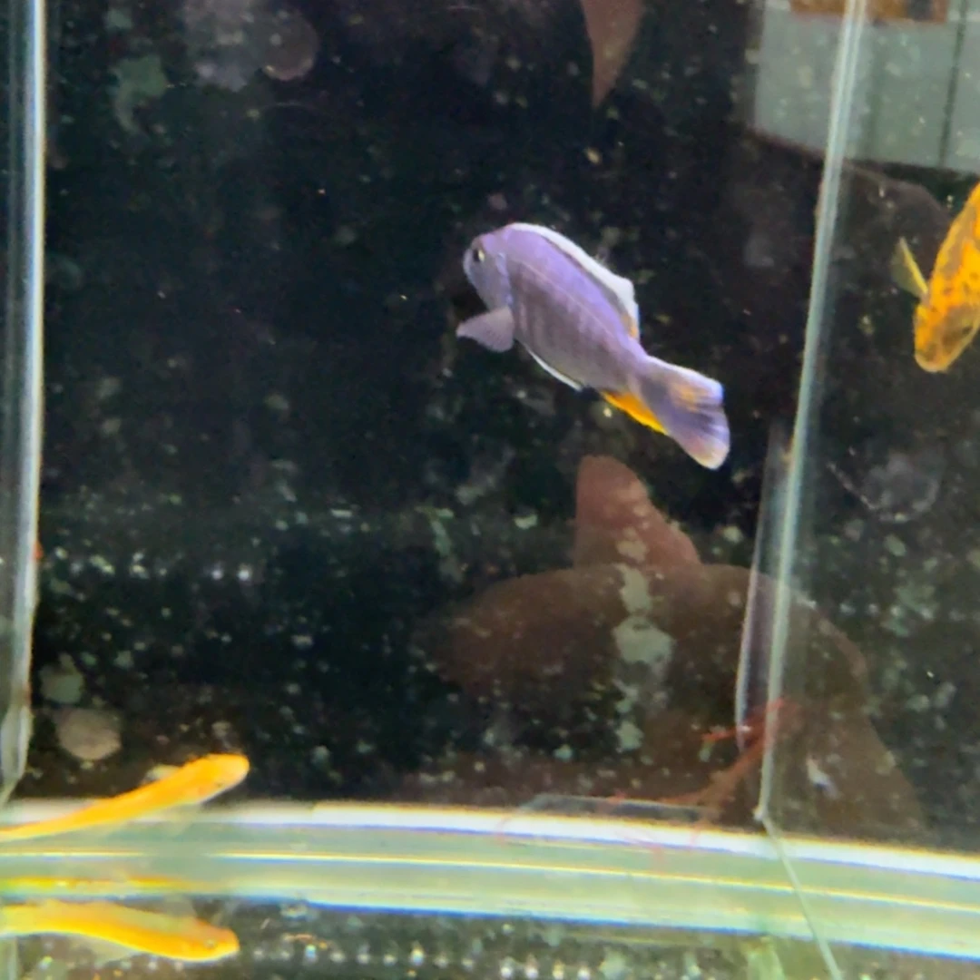 潮****海水818雪兰亚拉。