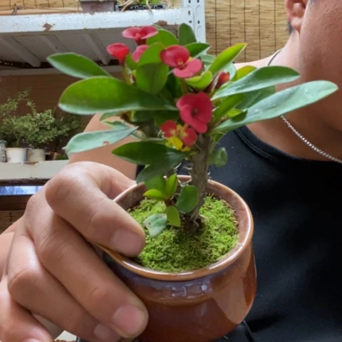 红陶一物一拍所见即所得260