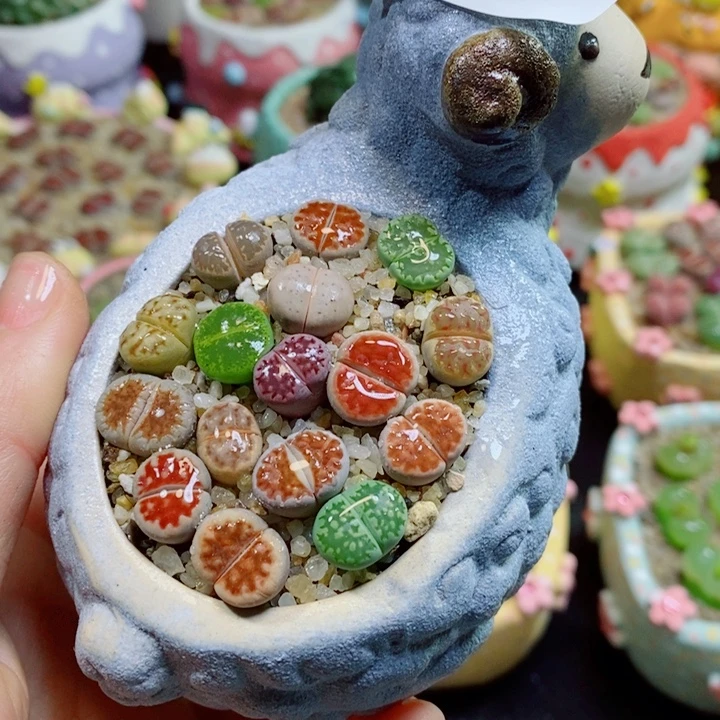 生石花花花花花花花264