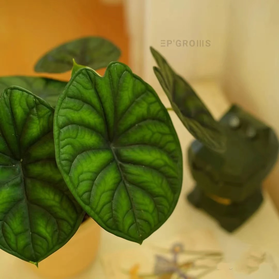 （神盾海芋）室内好养耐养桌面绿植