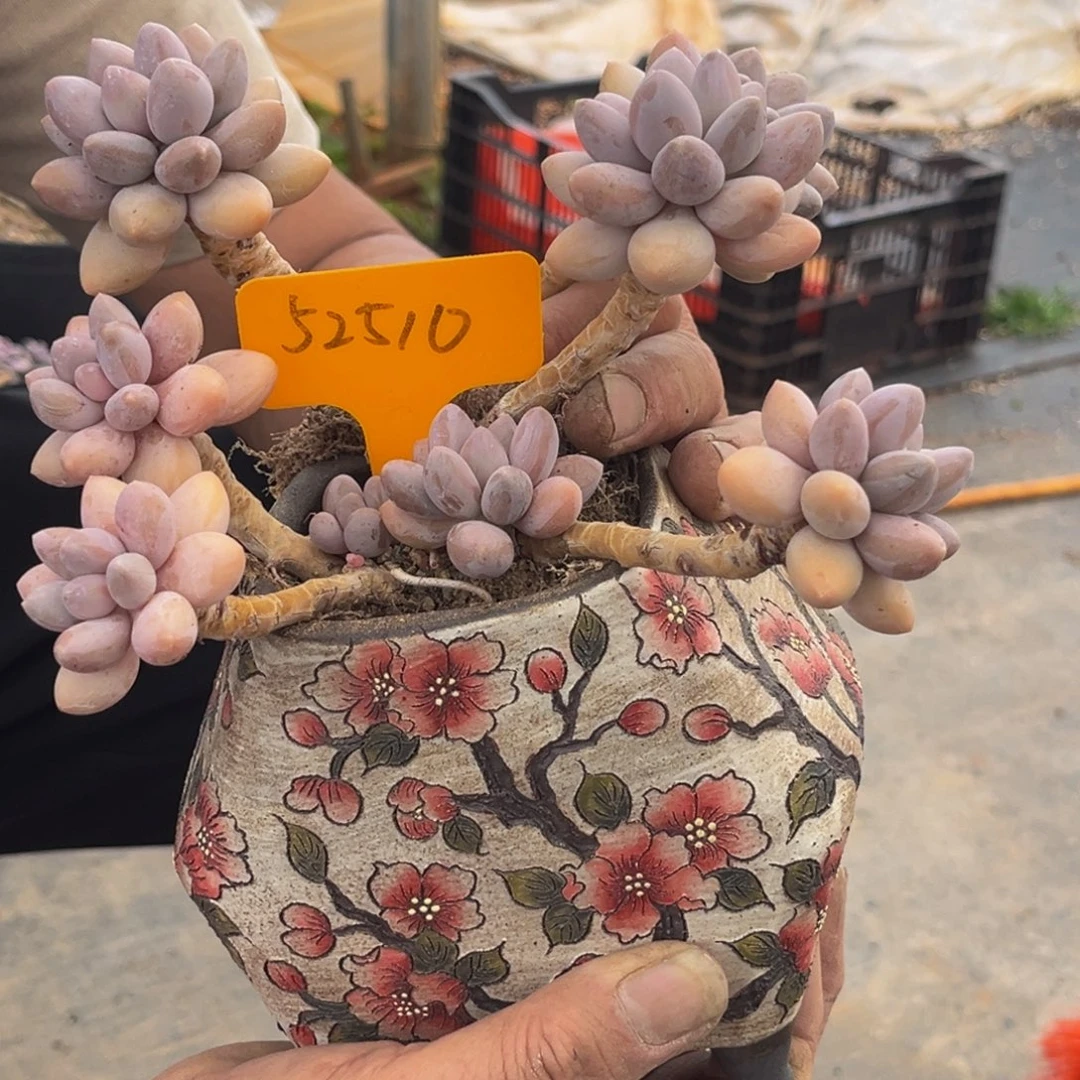 52510号下午多肉植物群生多肉
