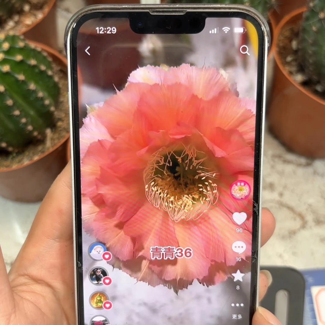 彩草青青36号7公分左右