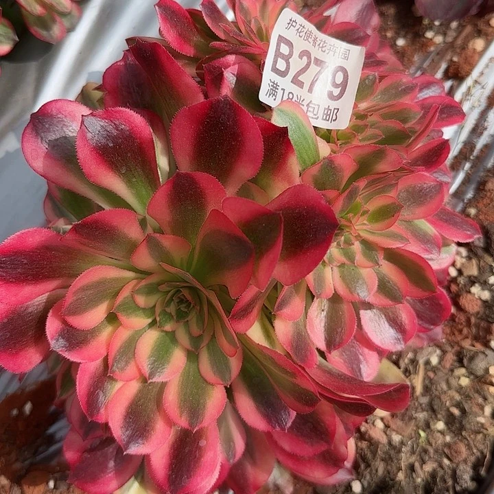 多肉法师淘宝福利