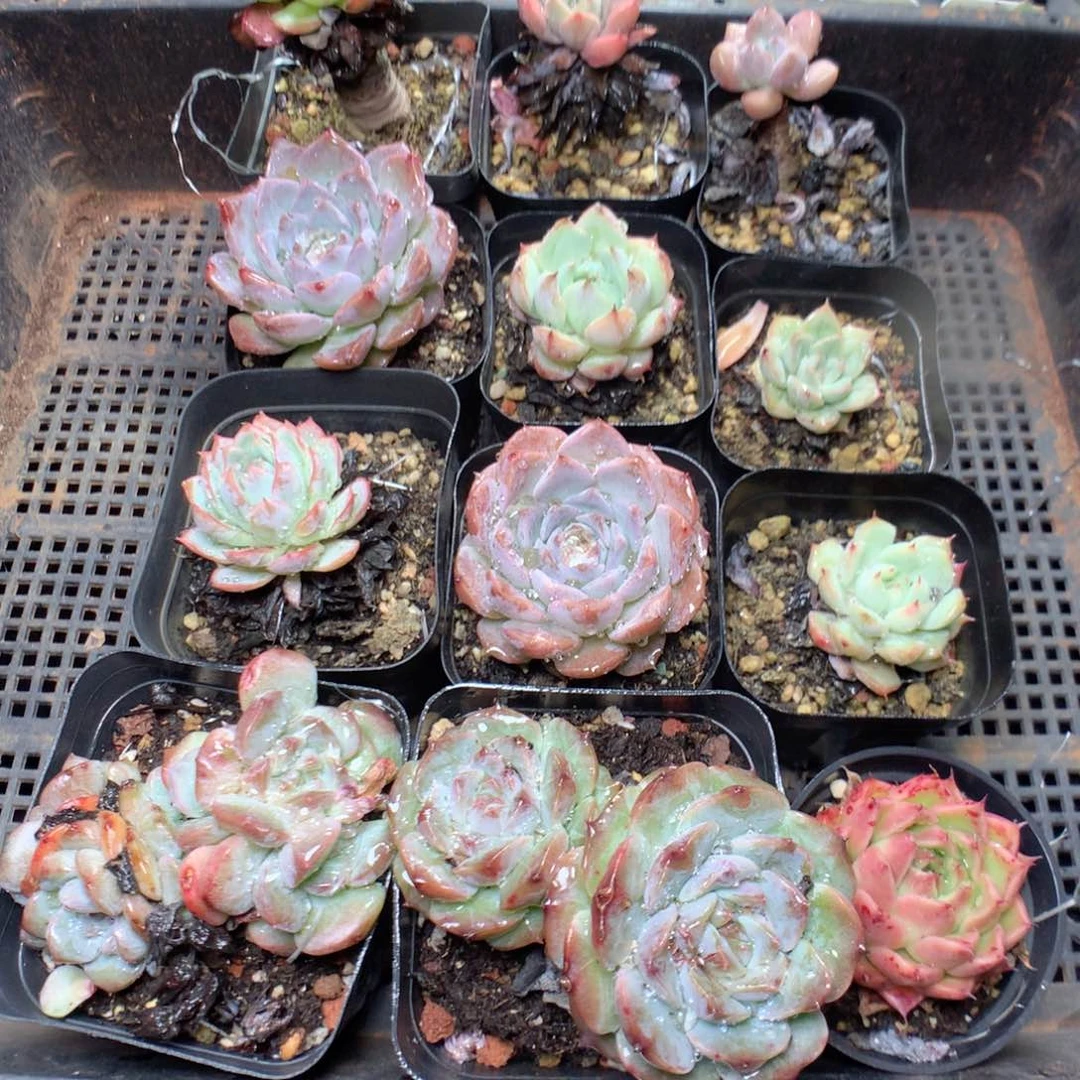 无花朵S119用英语英语英语英语英语