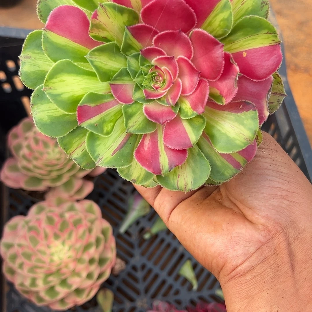 精品多肉植物477知否