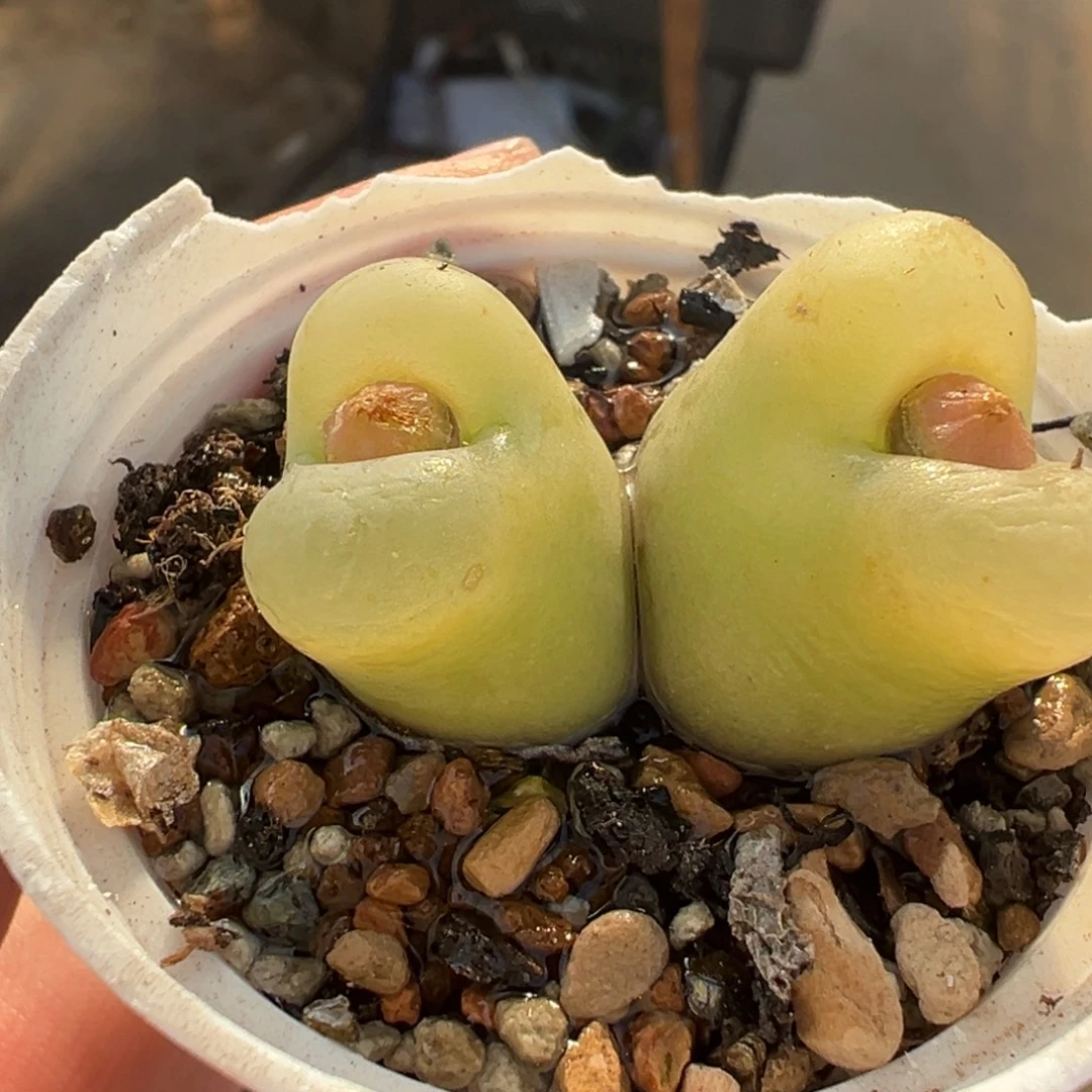 162多肉植物种类多样