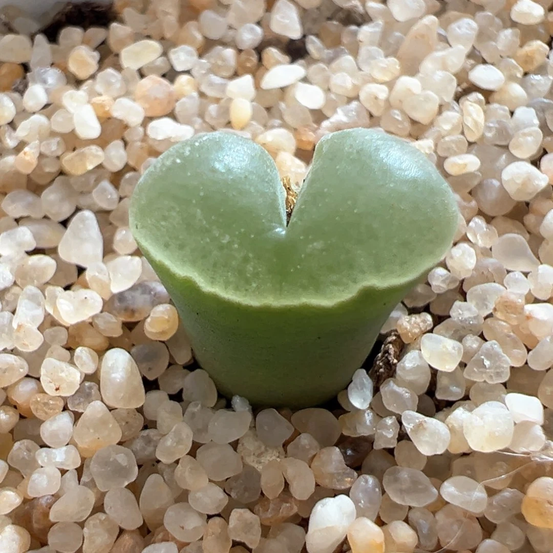 422。优选13km 小福利