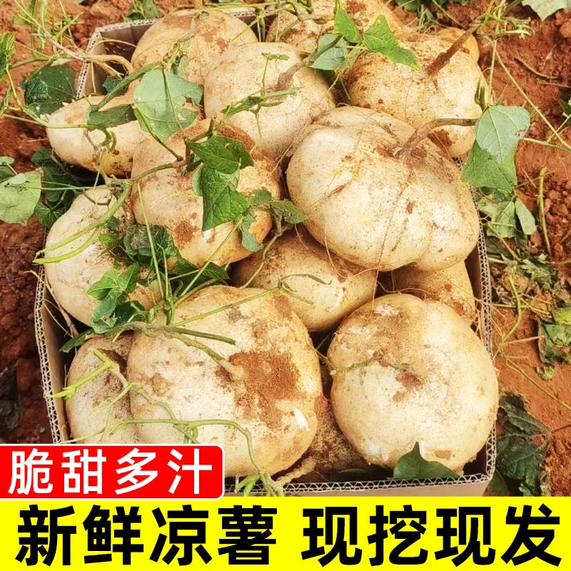 贵州高山新鲜现挖凉薯地瓜脆甜多汁当季蔬菜
