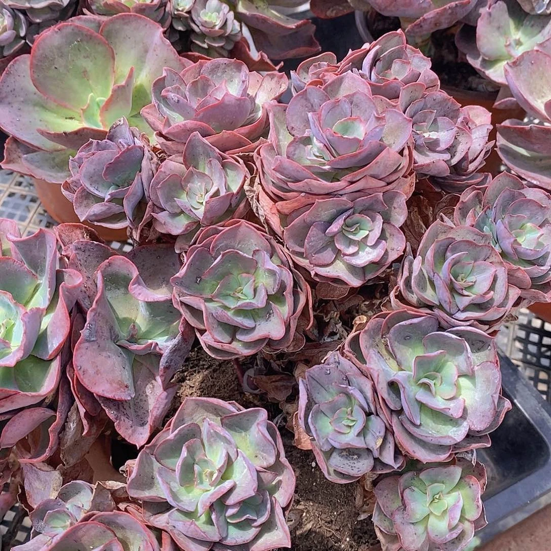 秀妍玫瑰多头大盆群老桩