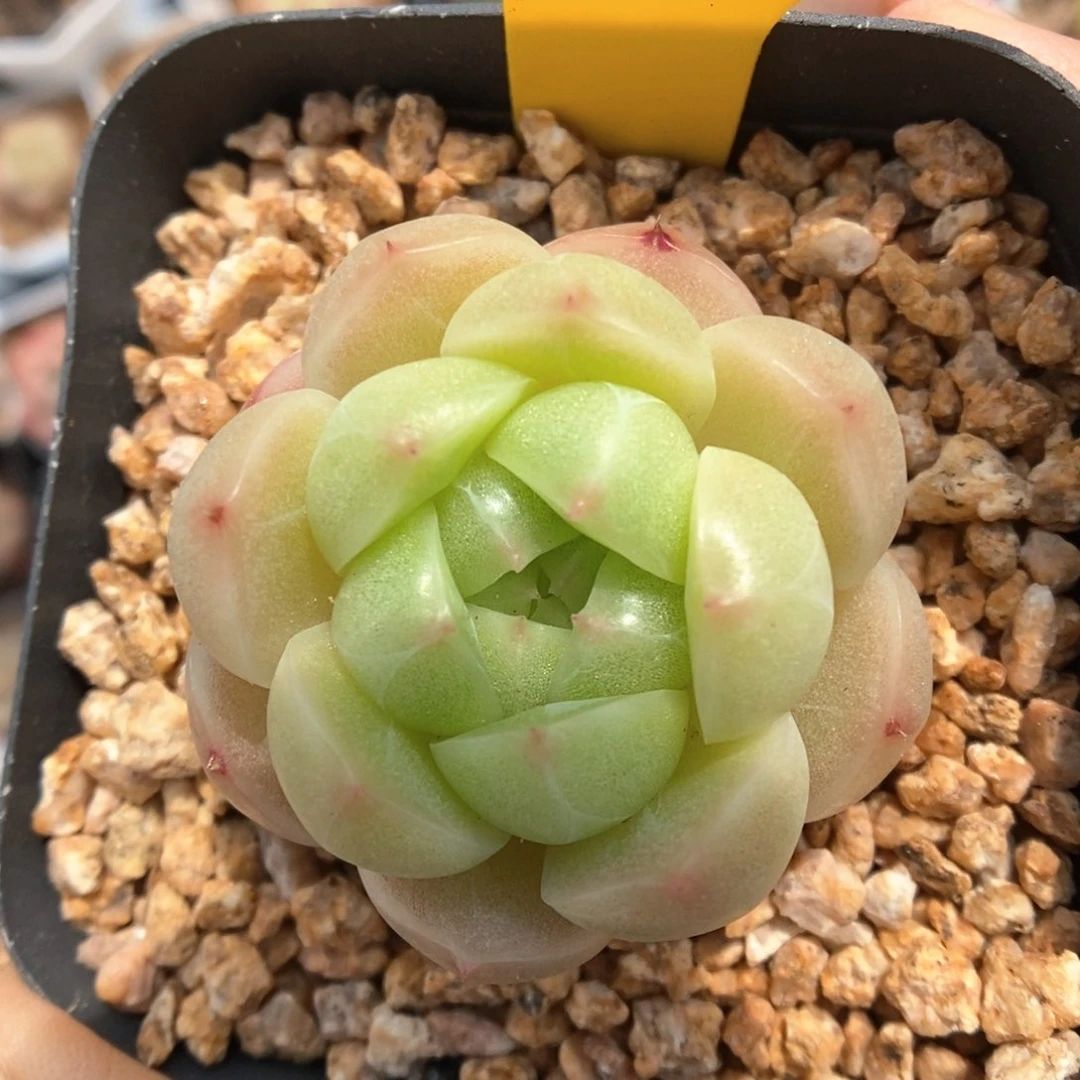秃子脸麦秆380号。