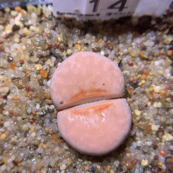 z精品生石花14唇母本