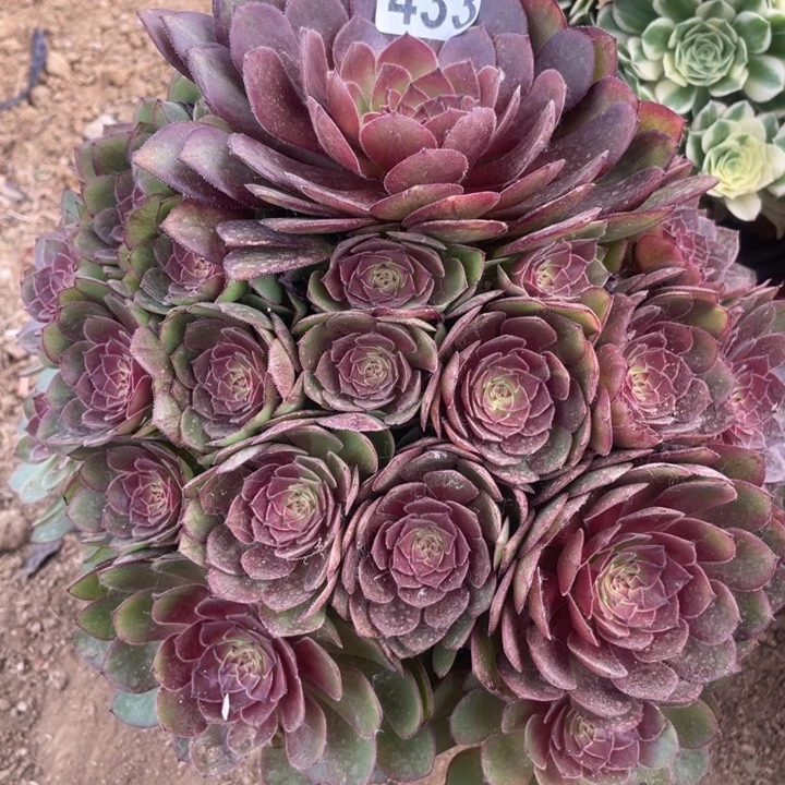 433多肉植物红魔
