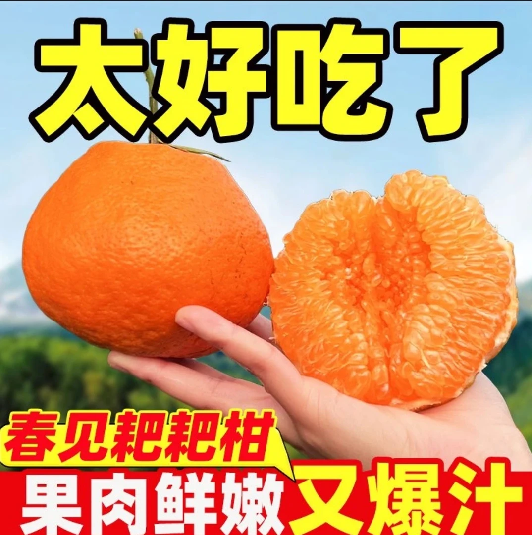 正宗春见耙耙柑四川眉山现摘现发年柑橘自然成熟春见耙耙柑柑橘子